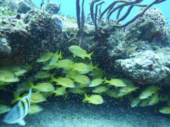 Cozumel - some of the world's best scuba diving