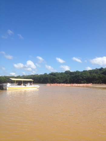 Flamingos and mangroves at Celestun