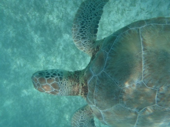 Tortugas at Akumal