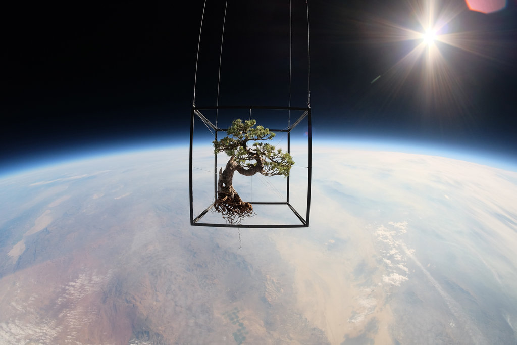 Bonsai Tree in Space. Copyright Azuma Makoto