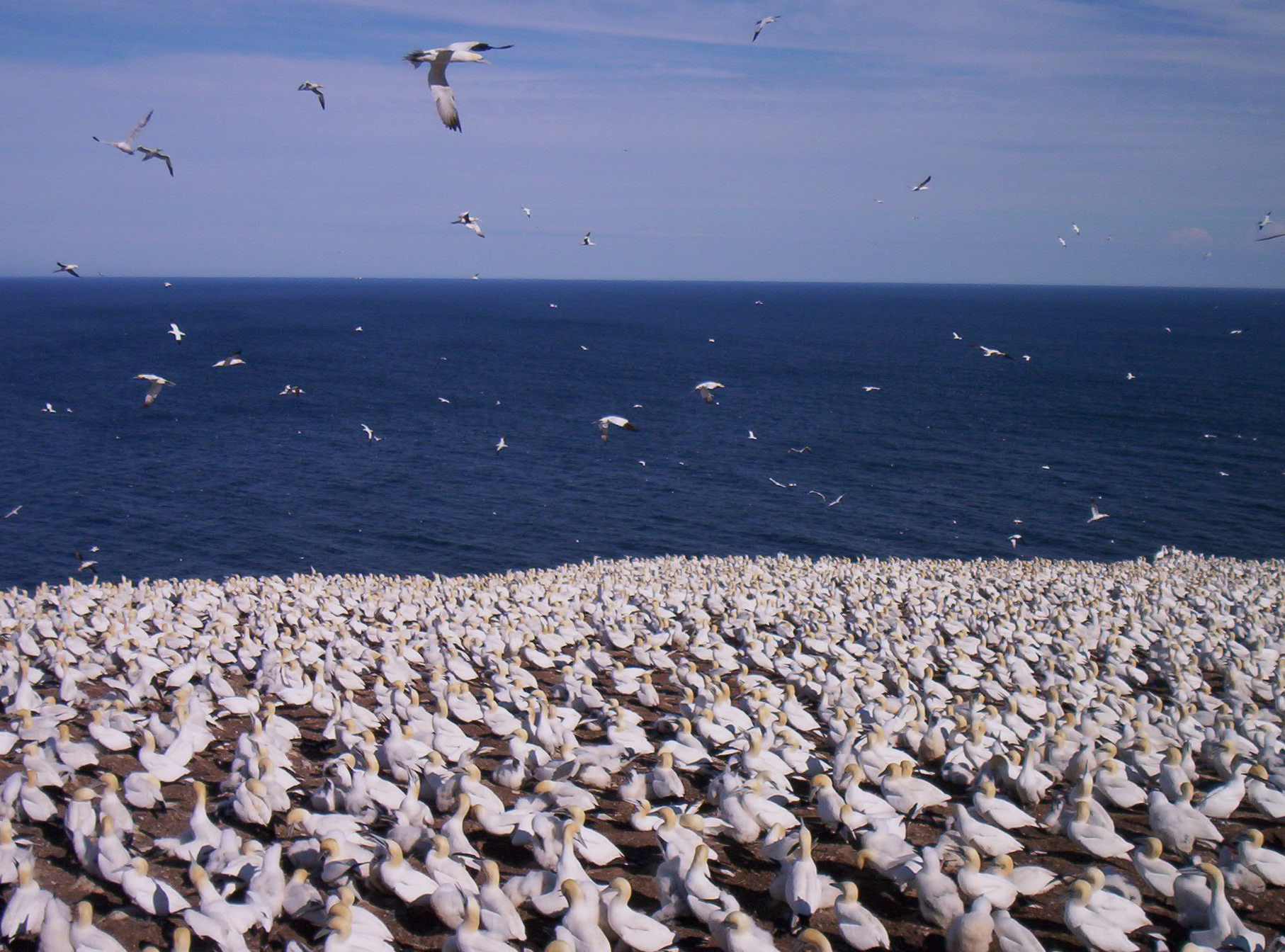 Northern Gannets on Bonventure Island