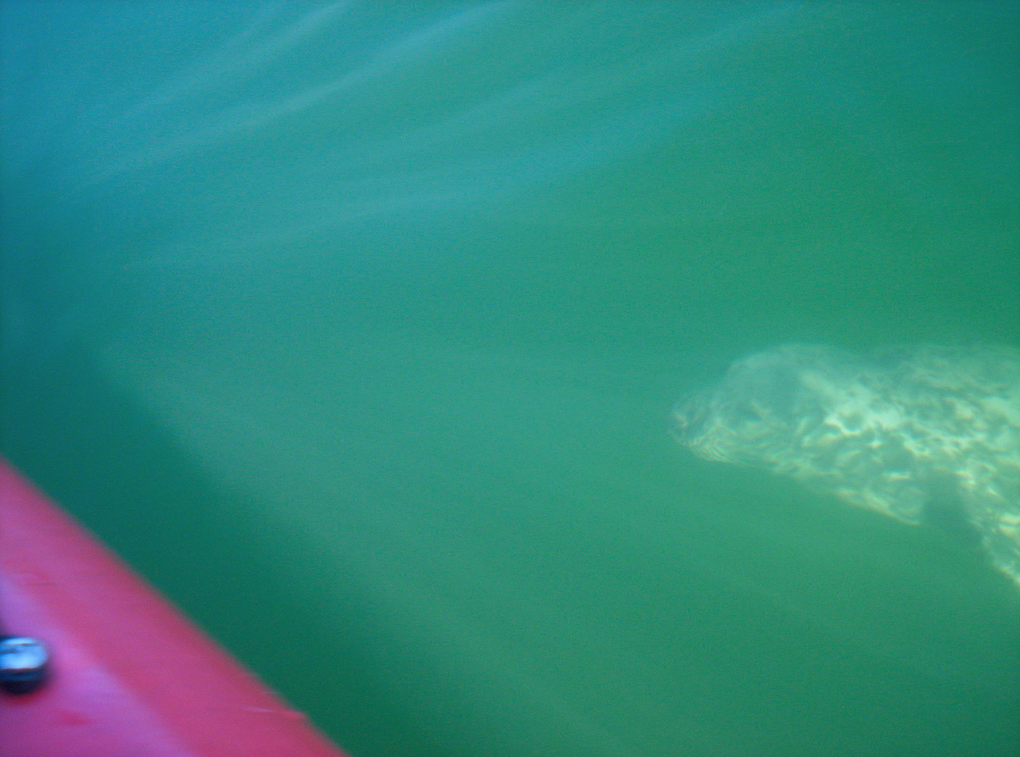 Kayak or swim with seals