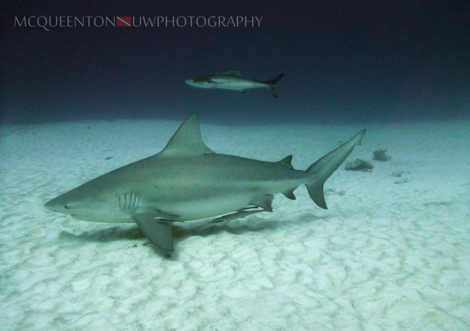 Pregnant bull shark. c/ MC Queenton