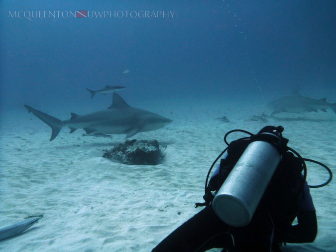 Diver and bull sharks. c/ MC Queenton