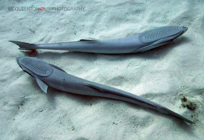 Remoras on Bull Shark Dive. c/ MC Queenton