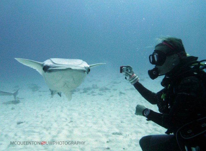 Remora photobombing, Bull Shark Dive. c/ MC Queenton.