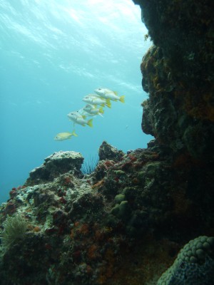 Manchones reef, Isla Mujeres