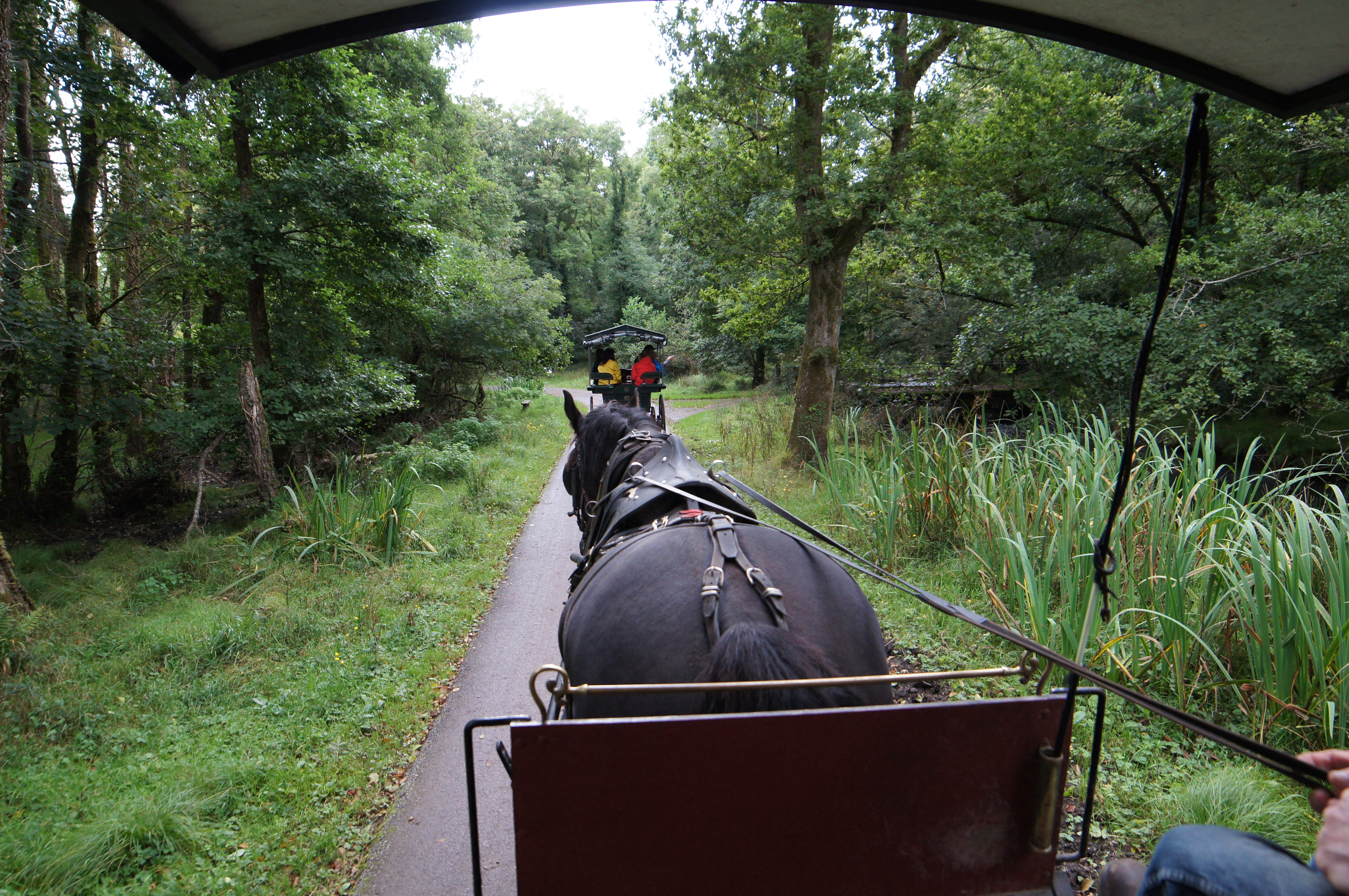 A jaunting car